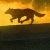 Avatar of animewolf