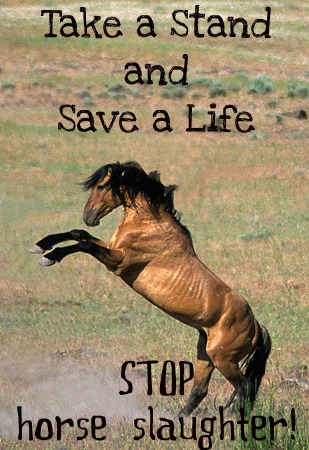 STOP Horse Slaughter!!! 3062436t1reuzl46e